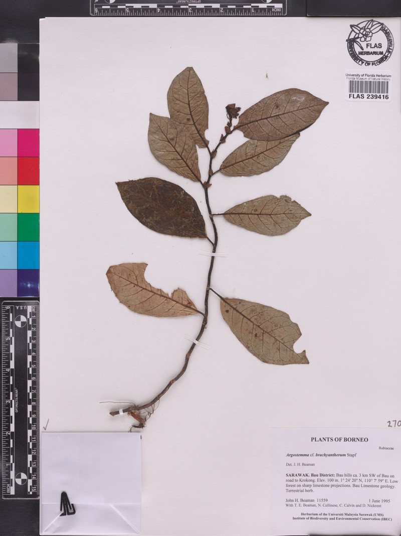 Argostemma brachyantherum photo 3