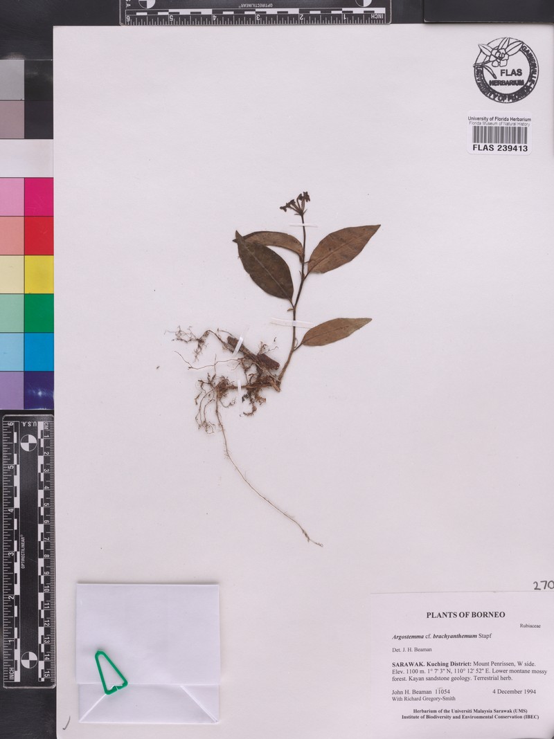 Argostemma brachyantherum photo 4