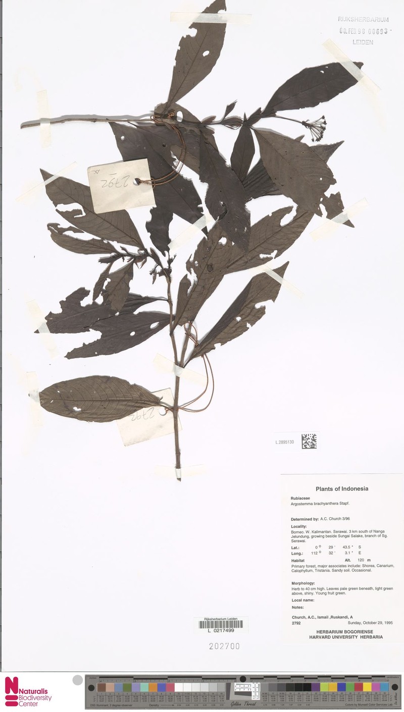 Argostemma brachyantherum photo 5