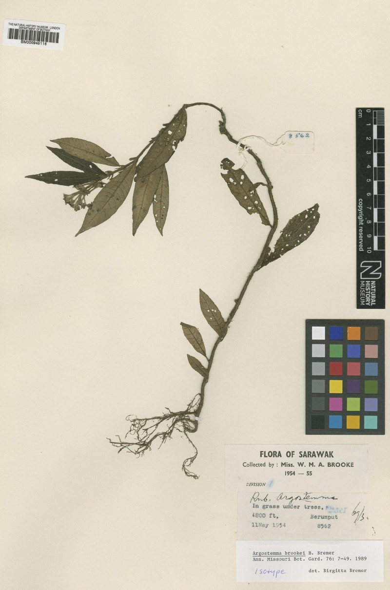 Argostemma brookei photo 2