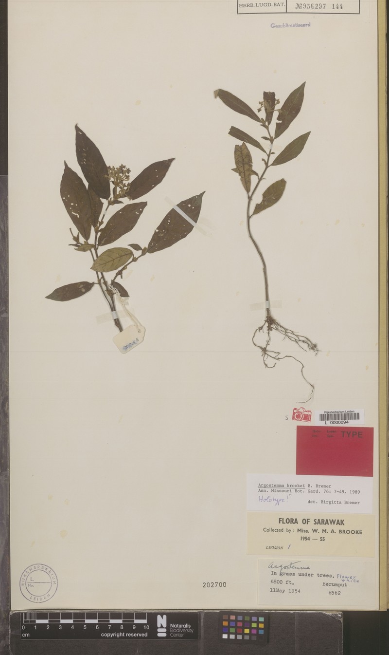 Argostemma brookei