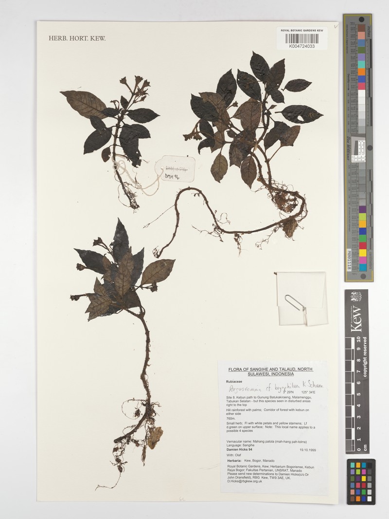 Argostemma bryophilum
