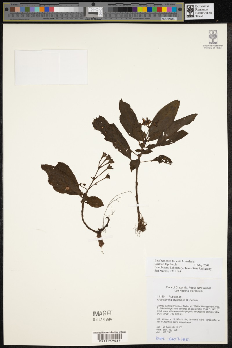 Argostemma bryophilum photo 2