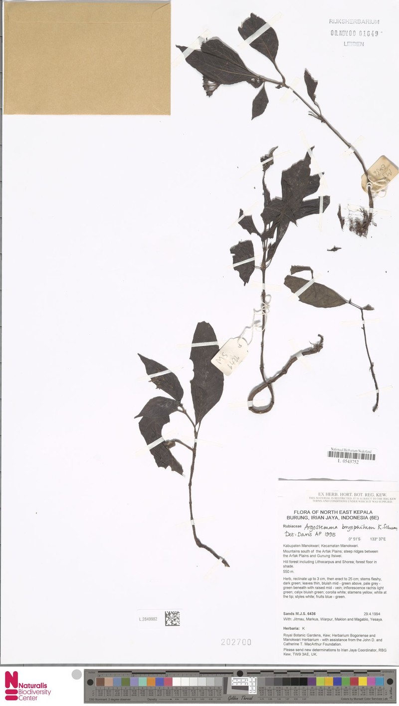 Argostemma bryophilum photo 3
