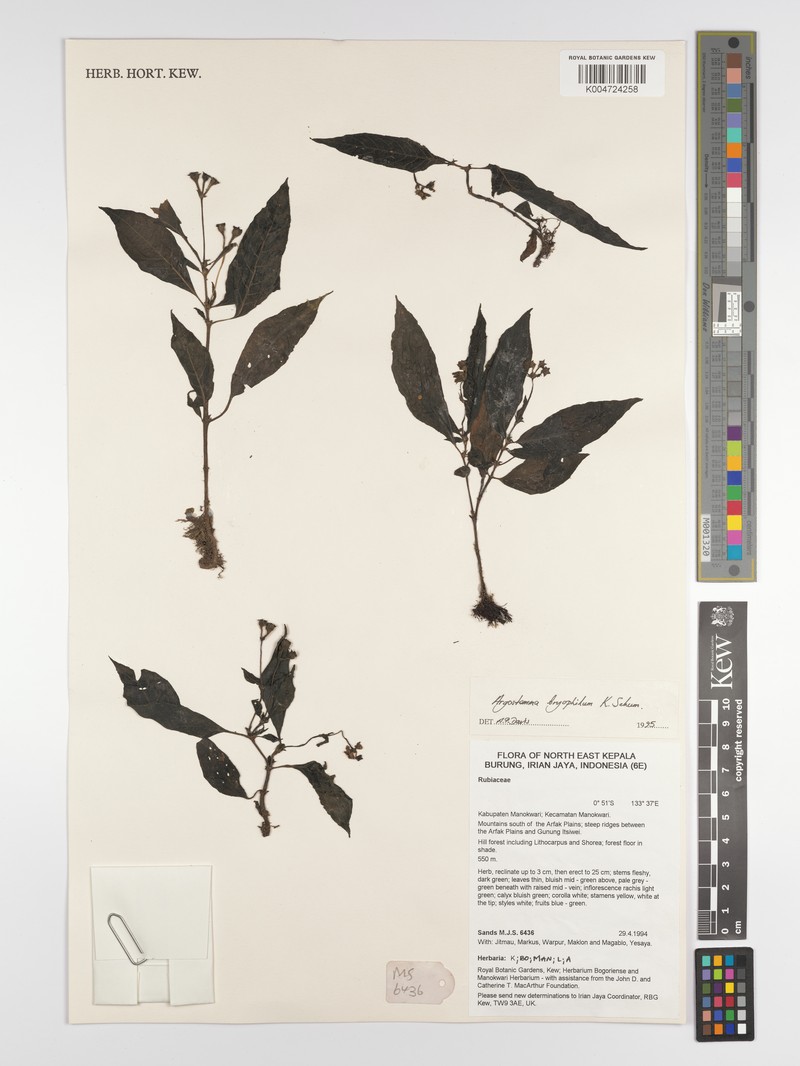 Argostemma bryophilum photo 4