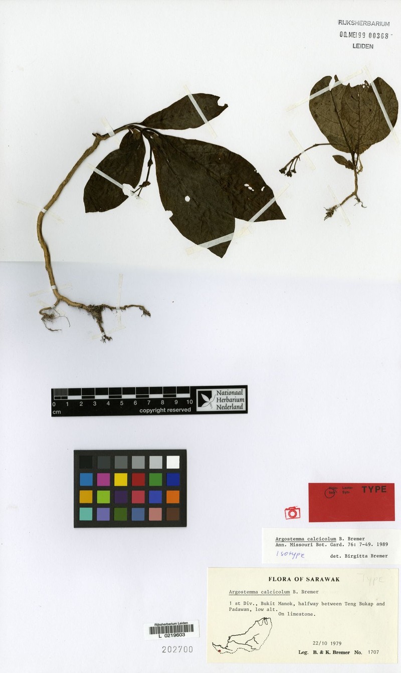 Argostemma calcicola