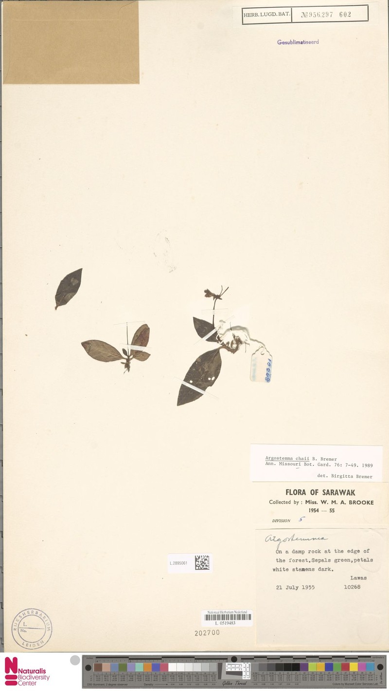 Argostemma chaii