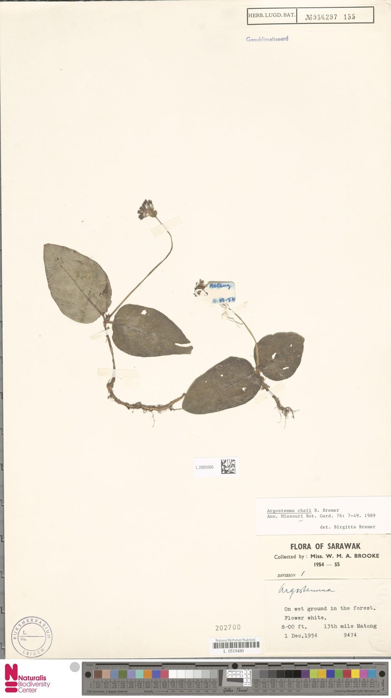 Argostemma chaii photo 6