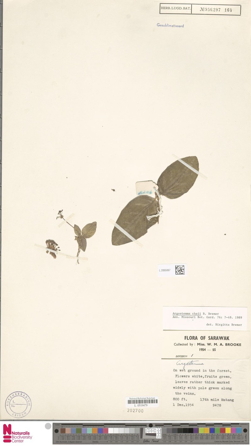 Argostemma chaii photo 7