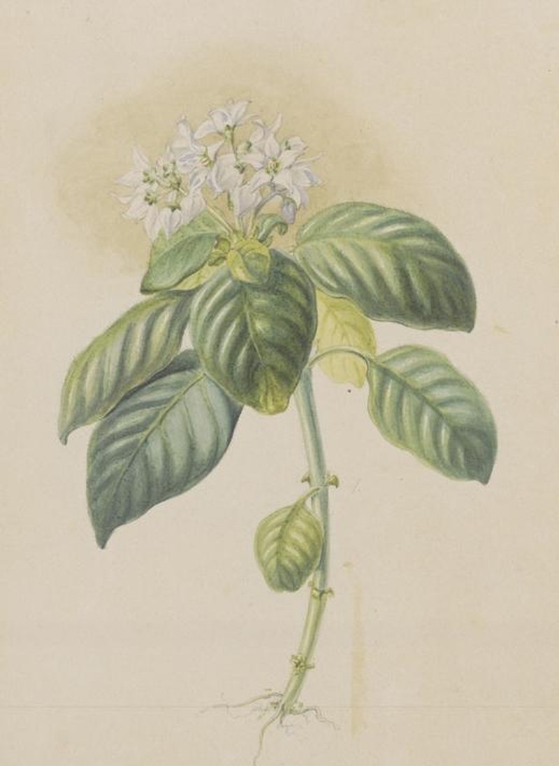 Argostemma coenosciadicum