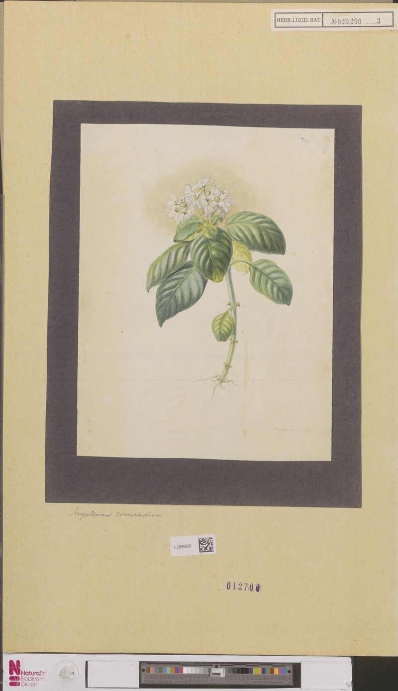 Argostemma coenosciadicum photo 3