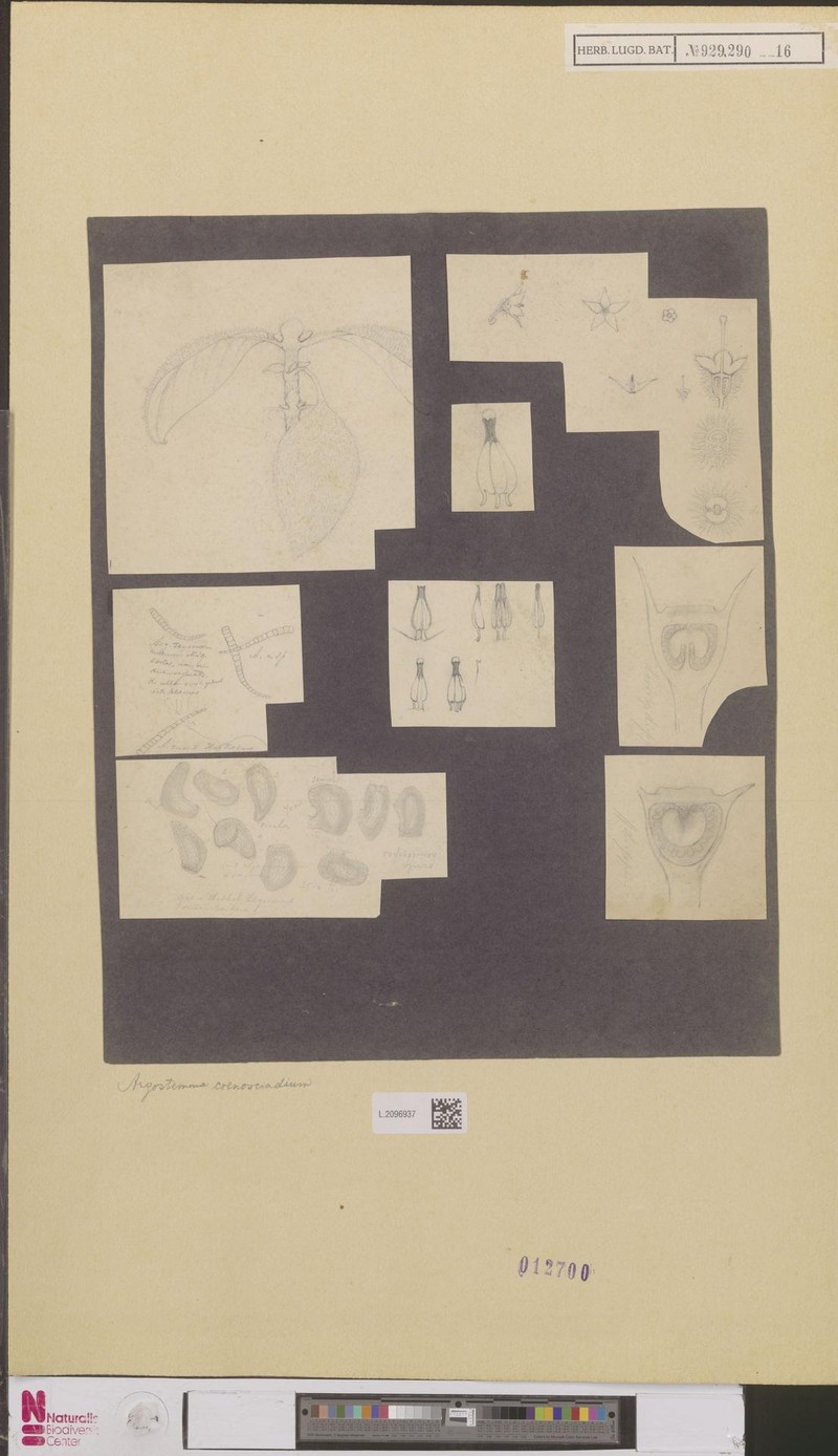 Argostemma coenosciadicum photo 4