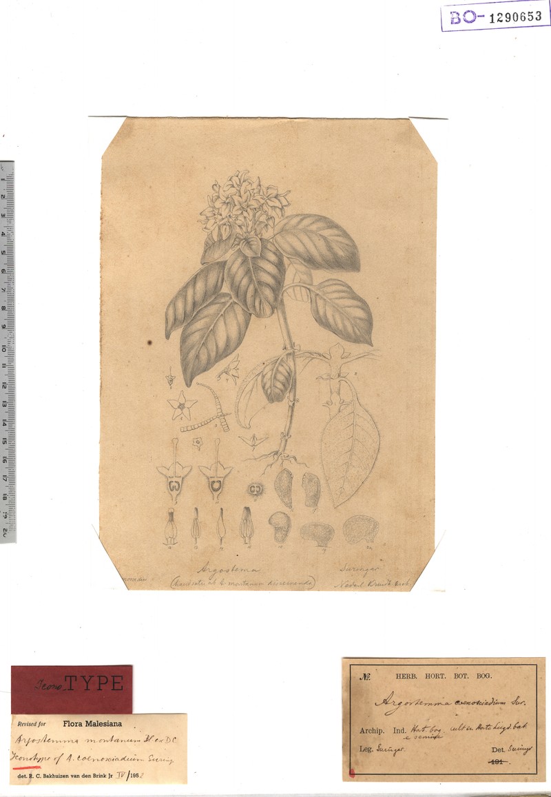 Argostemma coenosciadicum