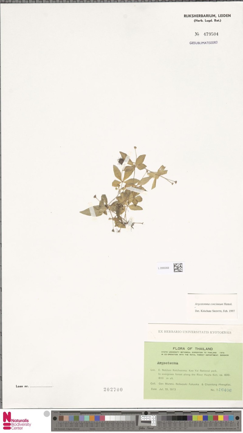 Argostemma concinnum