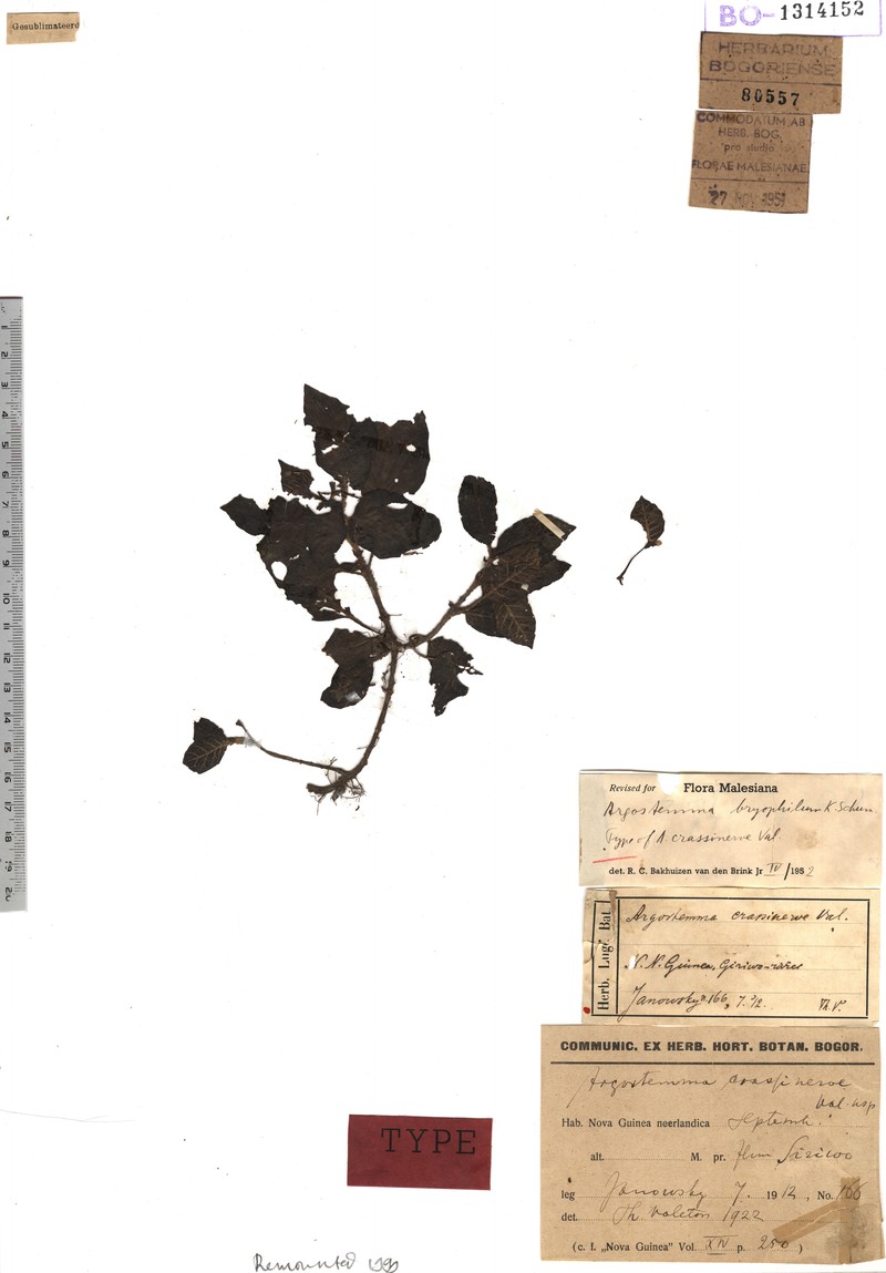 Argostemma crassinerve