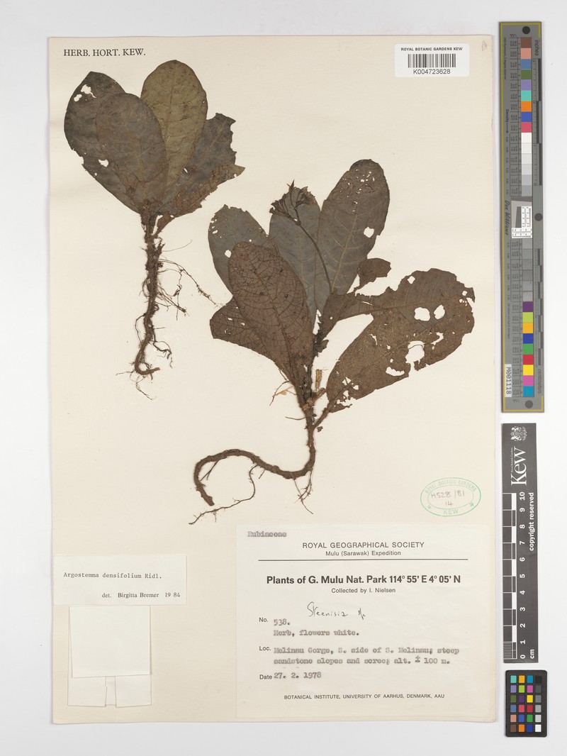 Argostemma densifolium