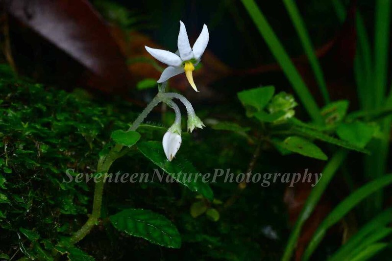 Argostemma discolor