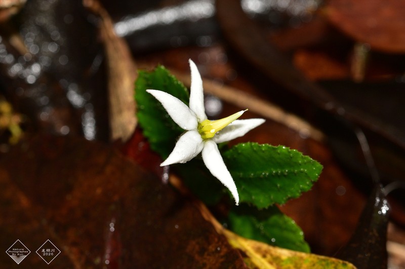 Argostemma discolor photo 2