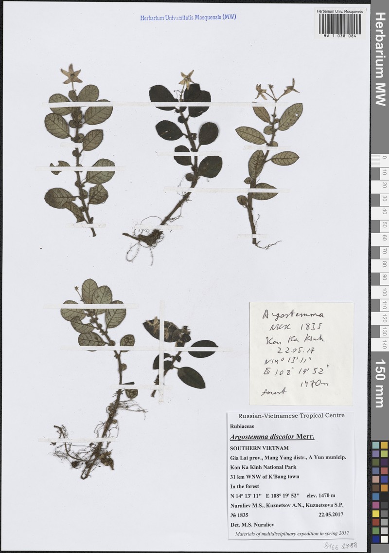 Argostemma discolor photo 3