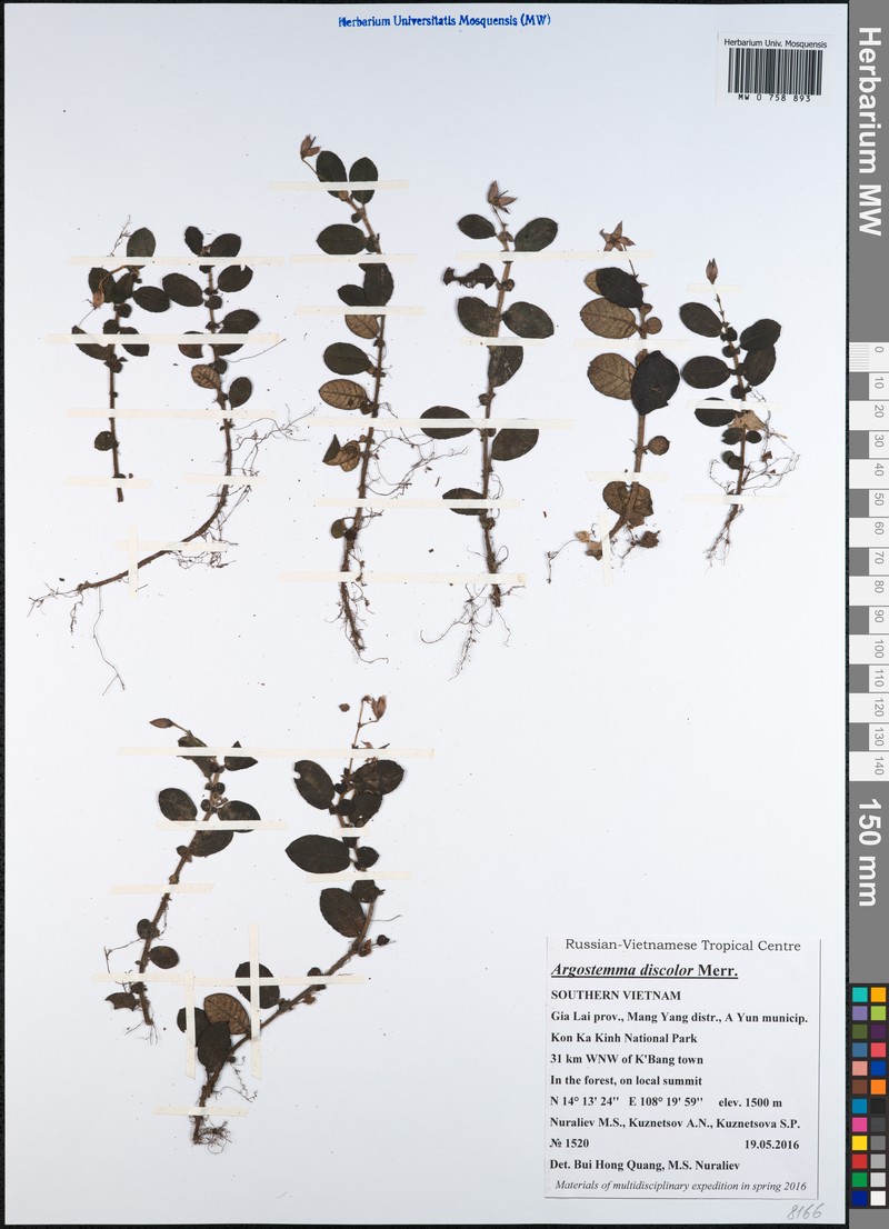Argostemma discolor photo 4