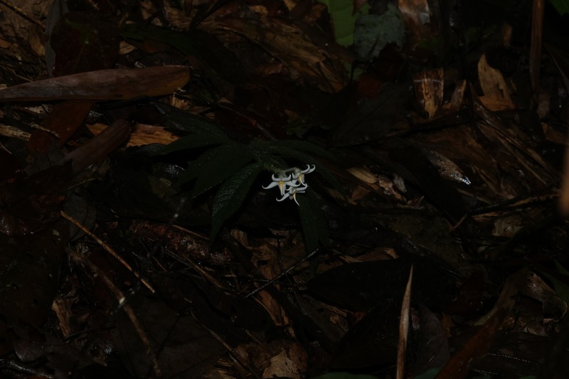 Argostemma dispar