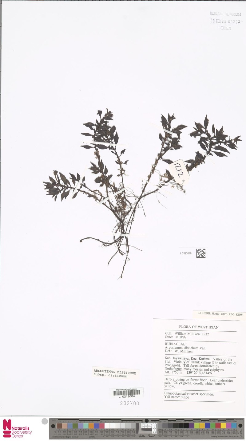 Argostemma distichum subsp. distichum