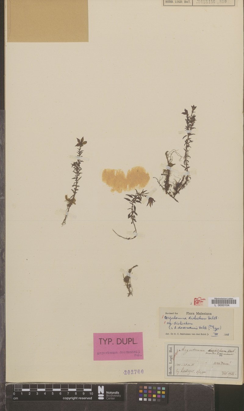 Argostemma distichum subsp. distichum photo 2
