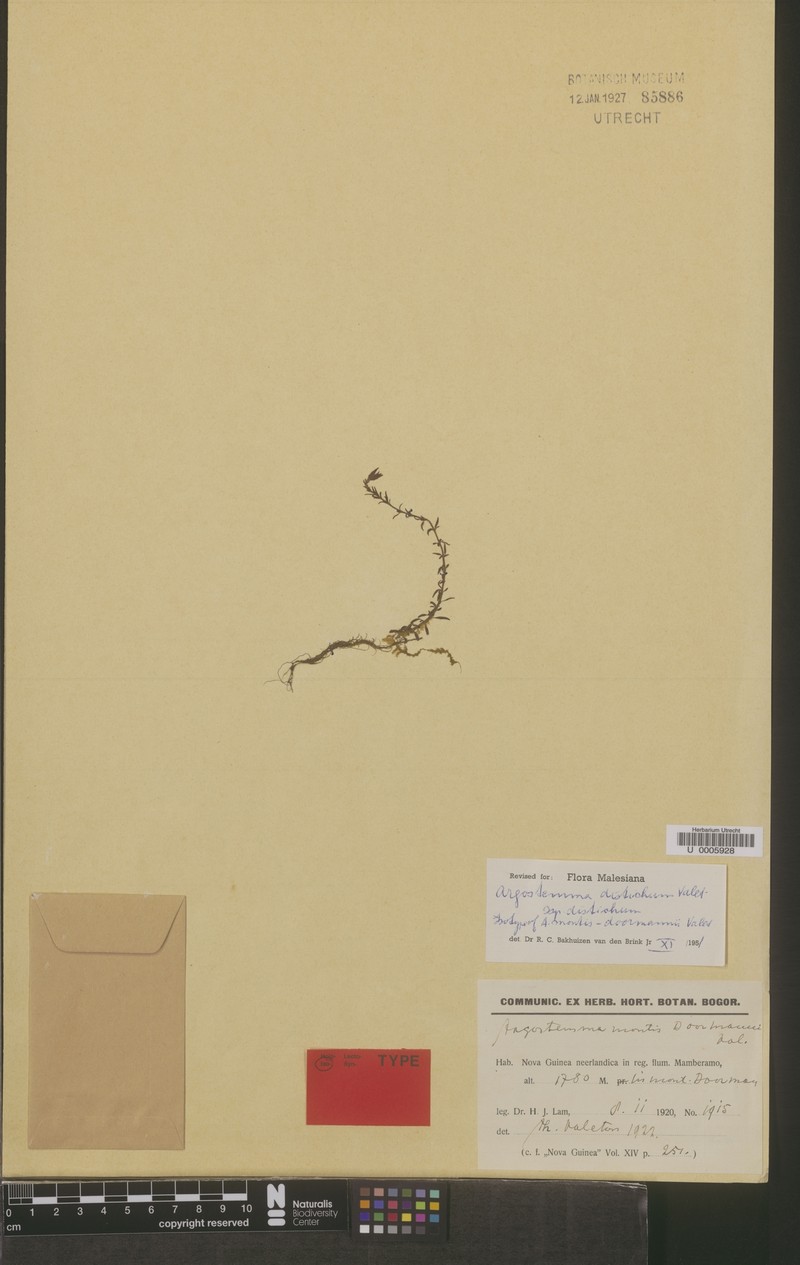 Argostemma distichum subsp. distichum photo 3