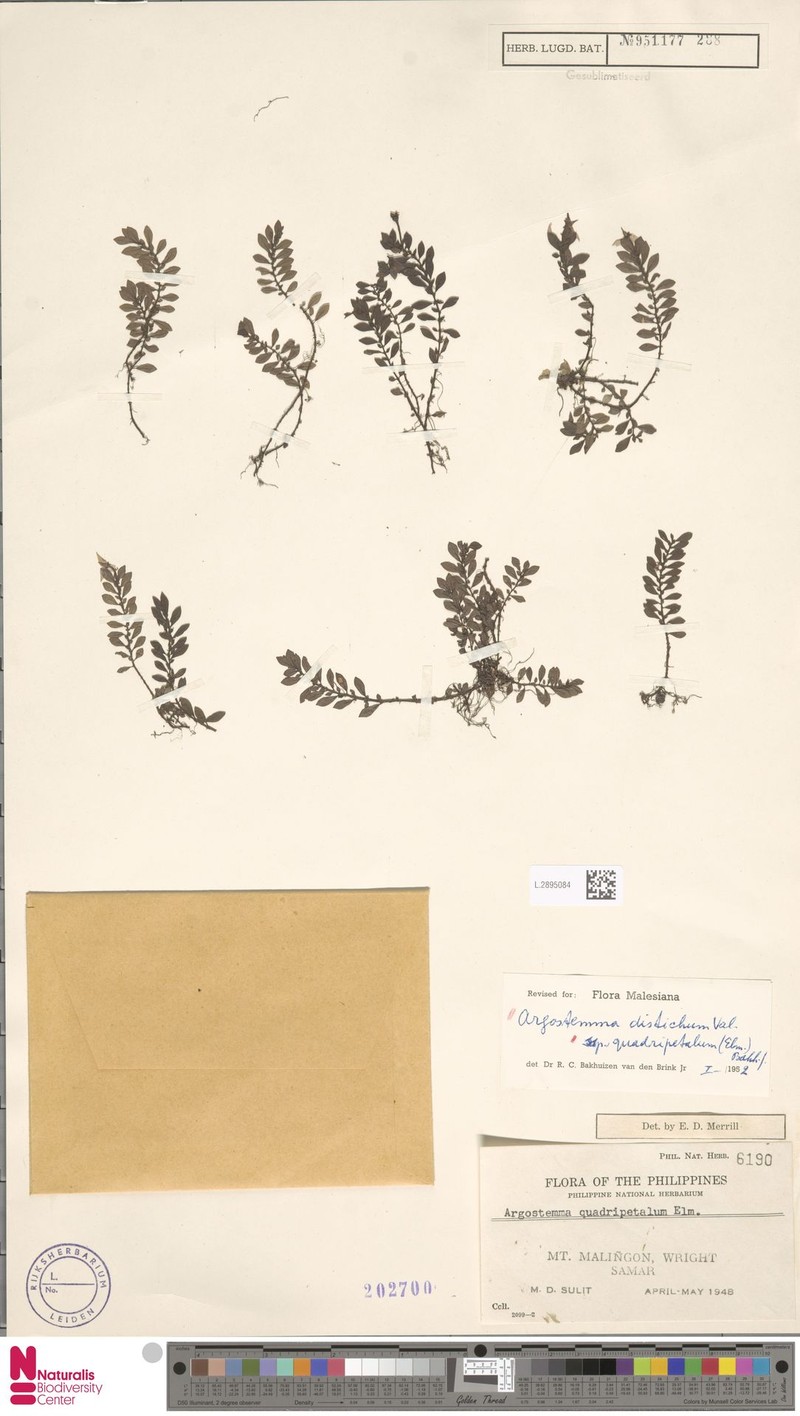 Argostemma distichum subsp. quadripetalum