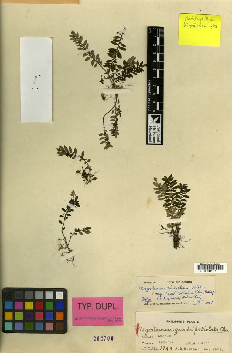 Argostemma distichum subsp. quadripetalum photo 2