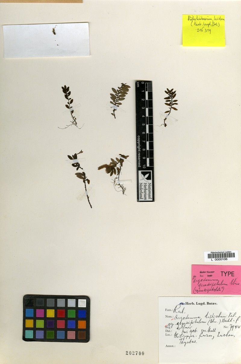 Argostemma distichum subsp. quadripetalum photo 3