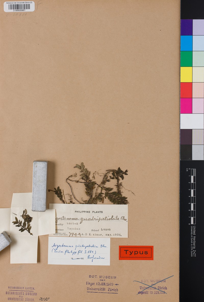 Argostemma distichum subsp. quadripetalum photo 4