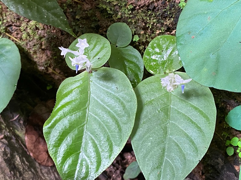 Argostemma diversifolium