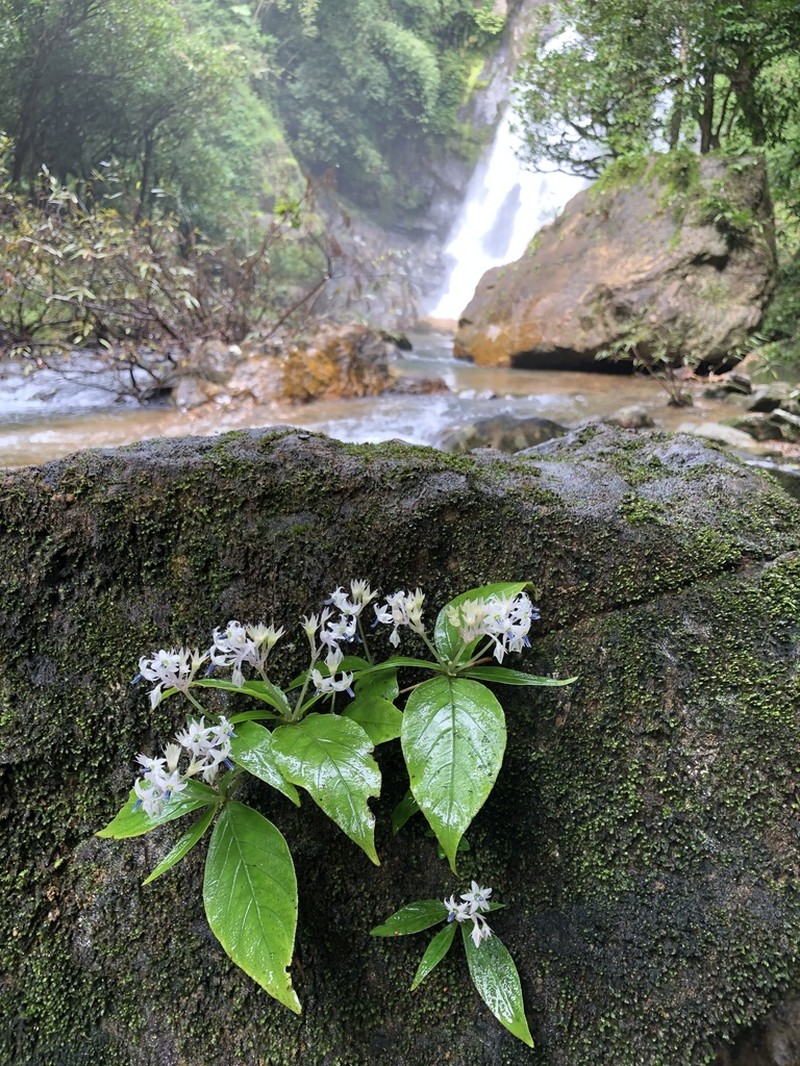 Argostemma diversifolium photo 2