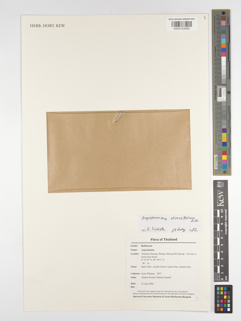 Argostemma diversifolium photo 3