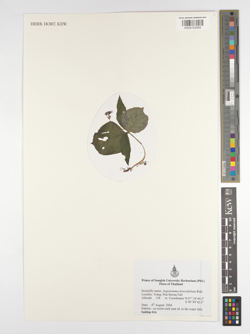 Argostemma diversifolium photo 4
