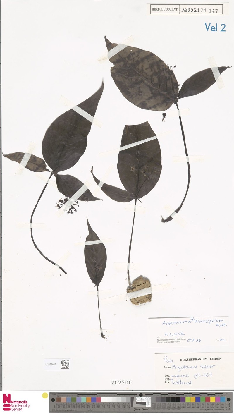 Argostemma diversifolium
