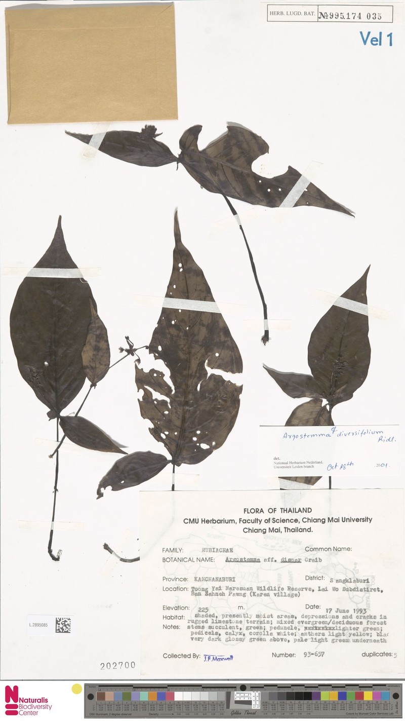 Argostemma diversifolium photo 2