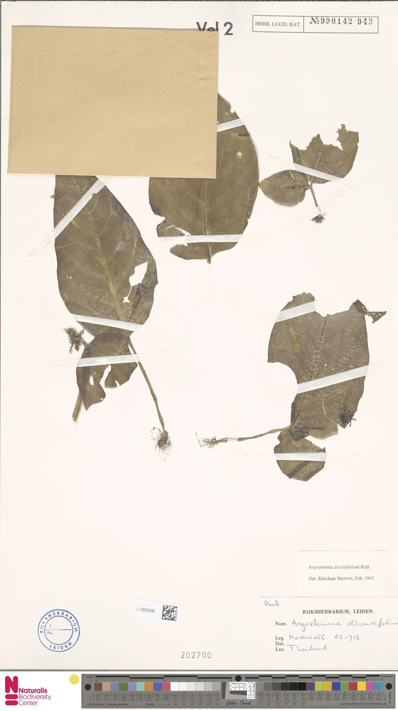 Argostemma diversifolium photo 3