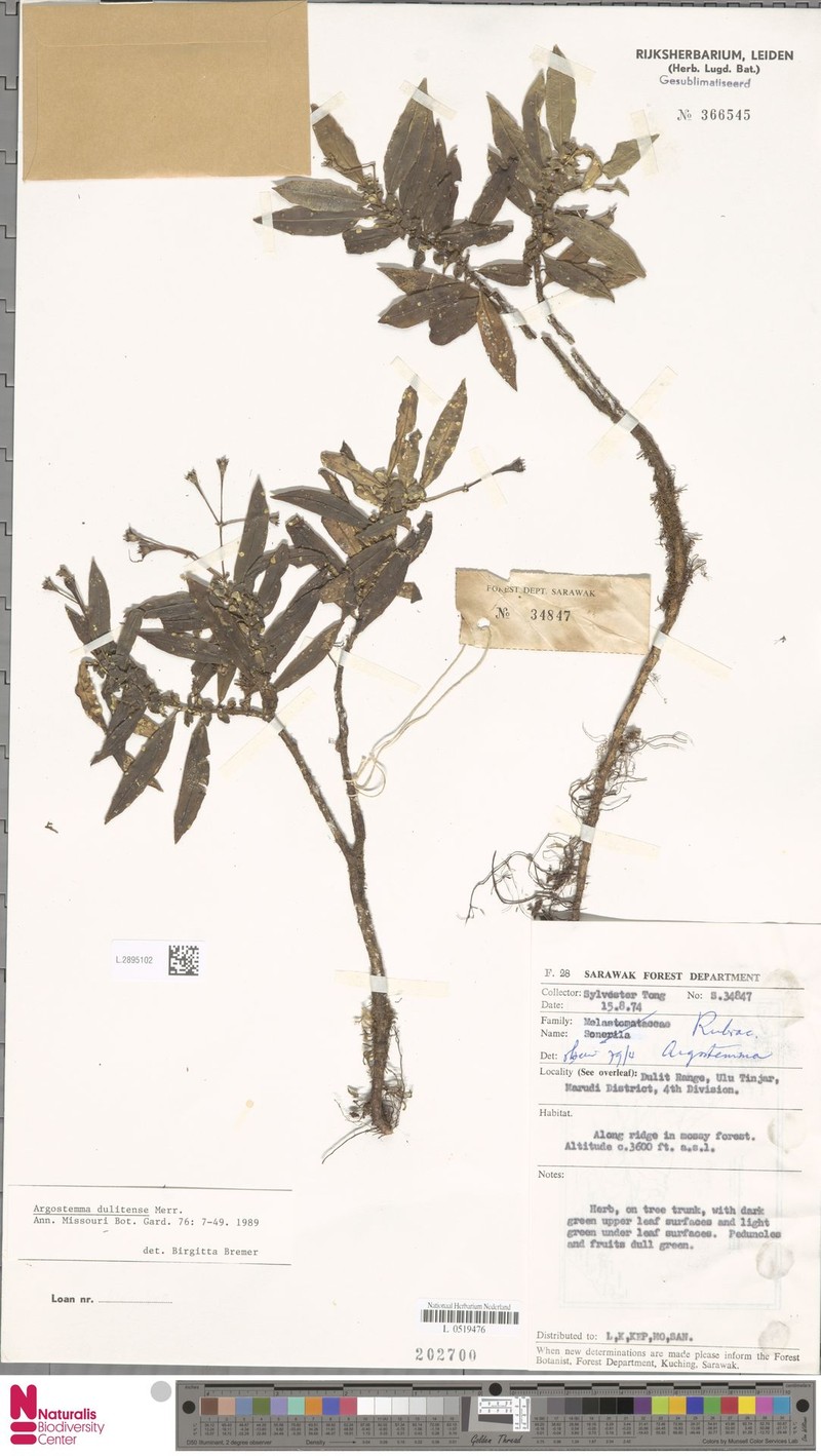 Argostemma dulitense