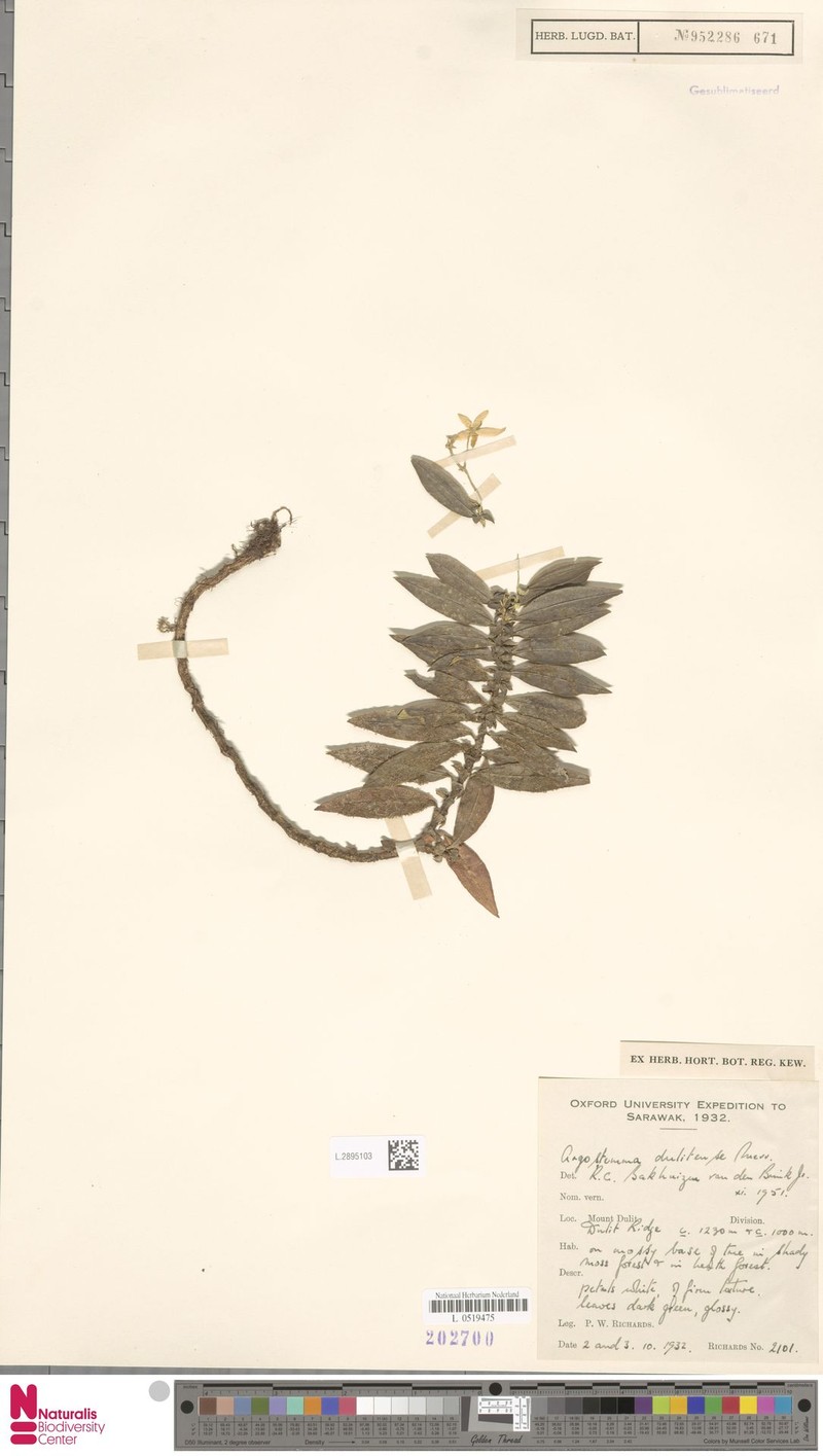 Argostemma dulitense photo 2