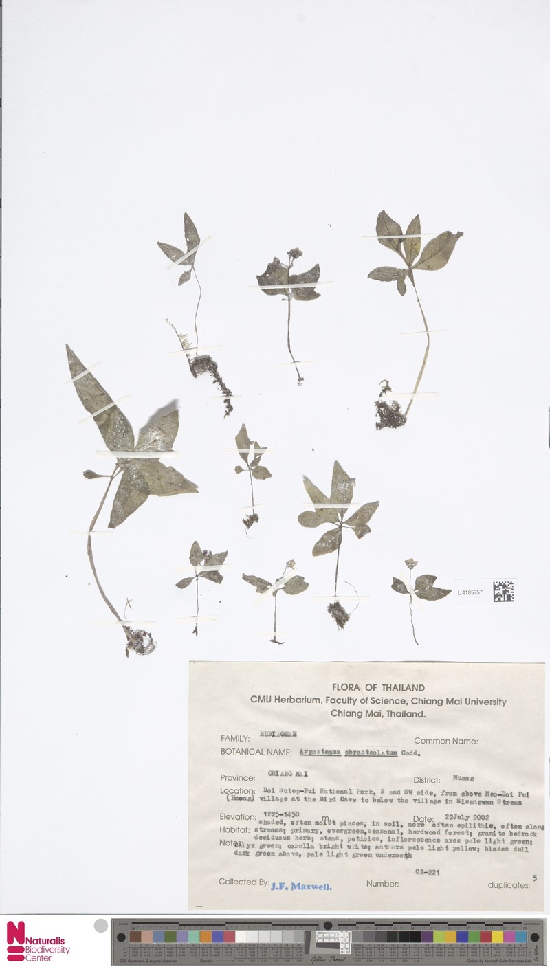 Argostemma ebracteolatum photo 2
