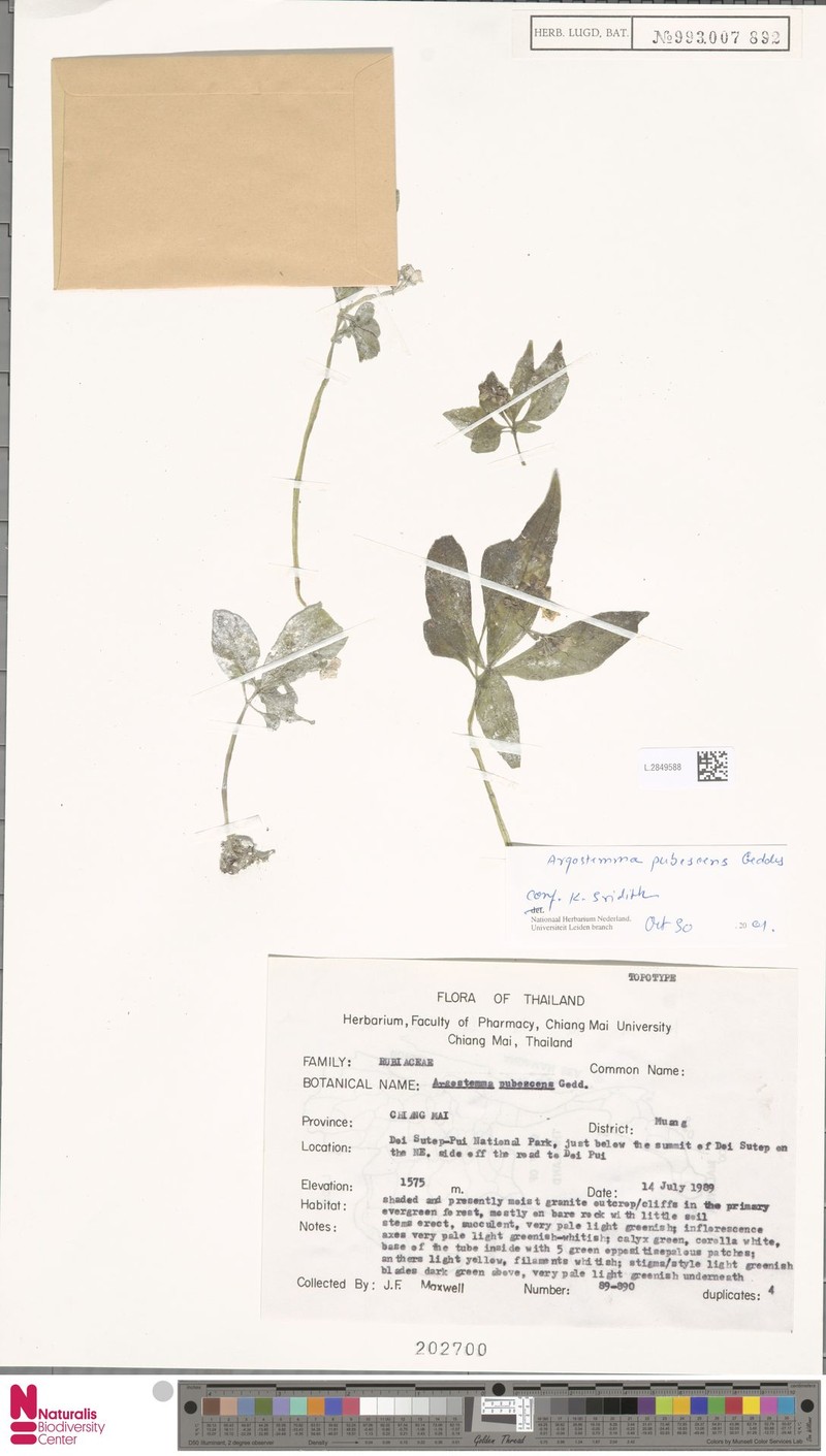 Argostemma ebracteolatum photo 3