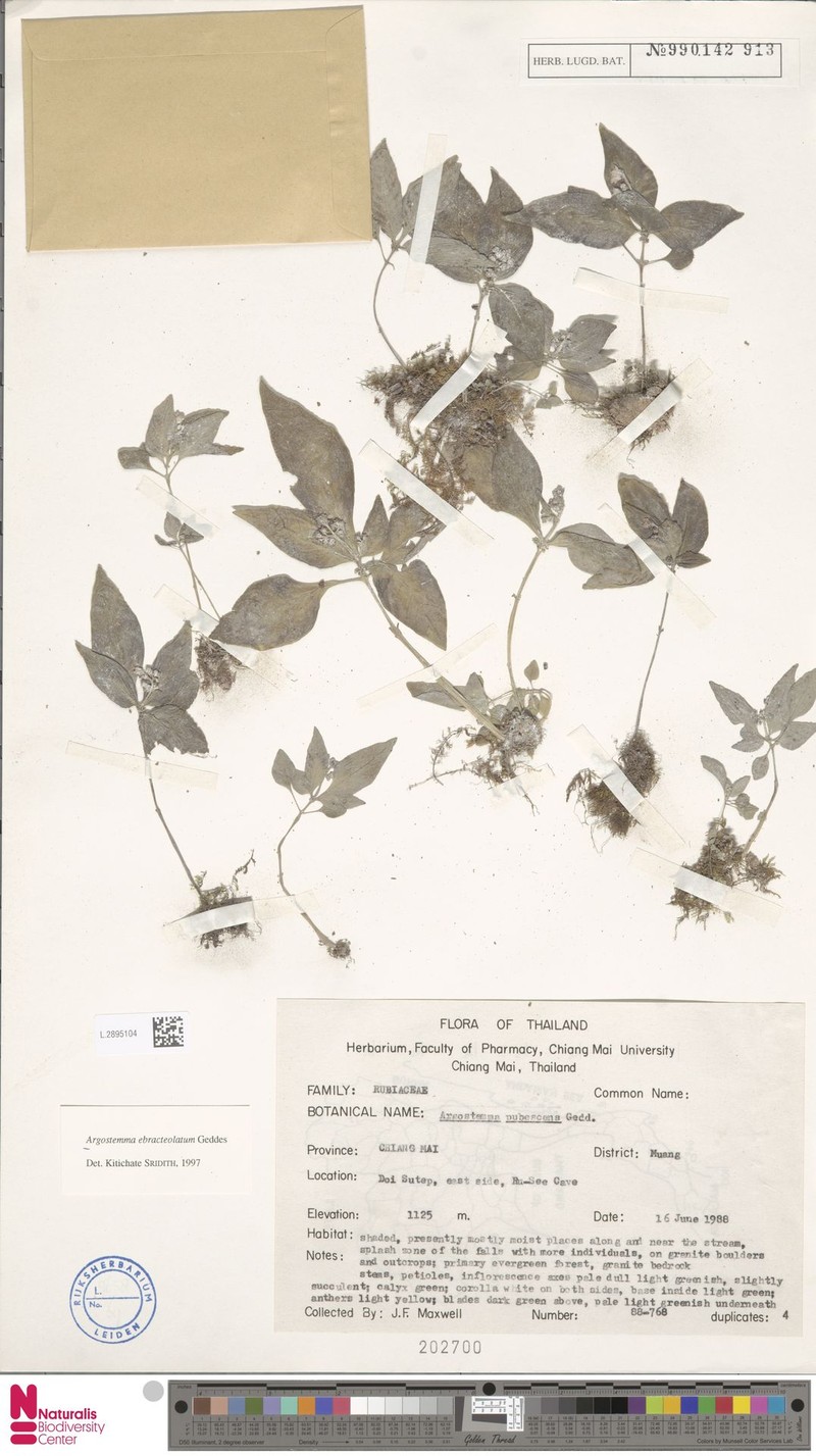 Argostemma ebracteolatum photo 4