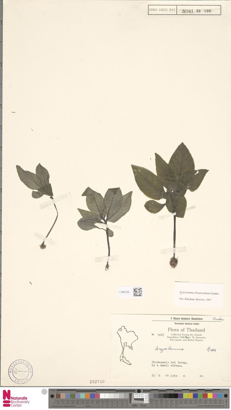 Argostemma ebracteolatum photo 5