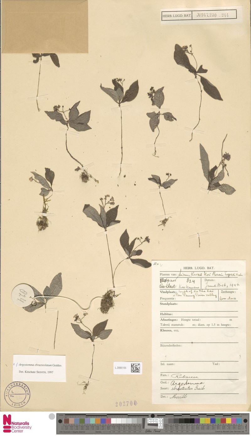 Argostemma ebracteolatum photo 6