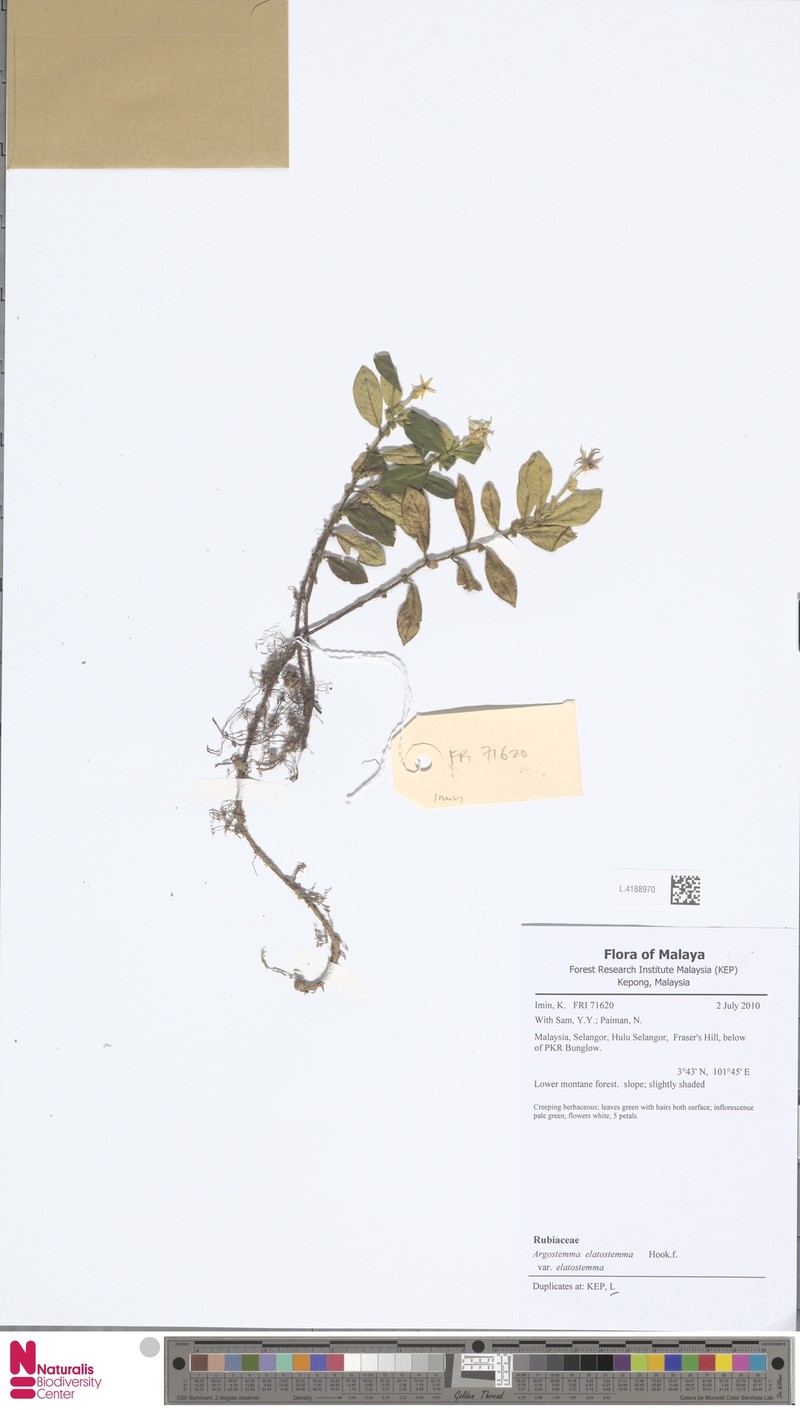 Argostemma elatostemma