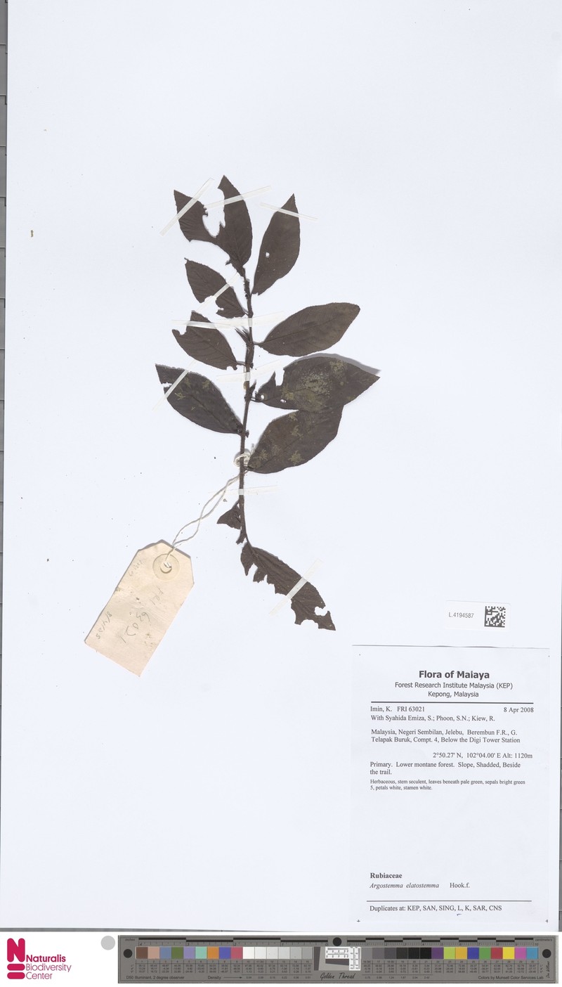Argostemma elatostemma photo 2