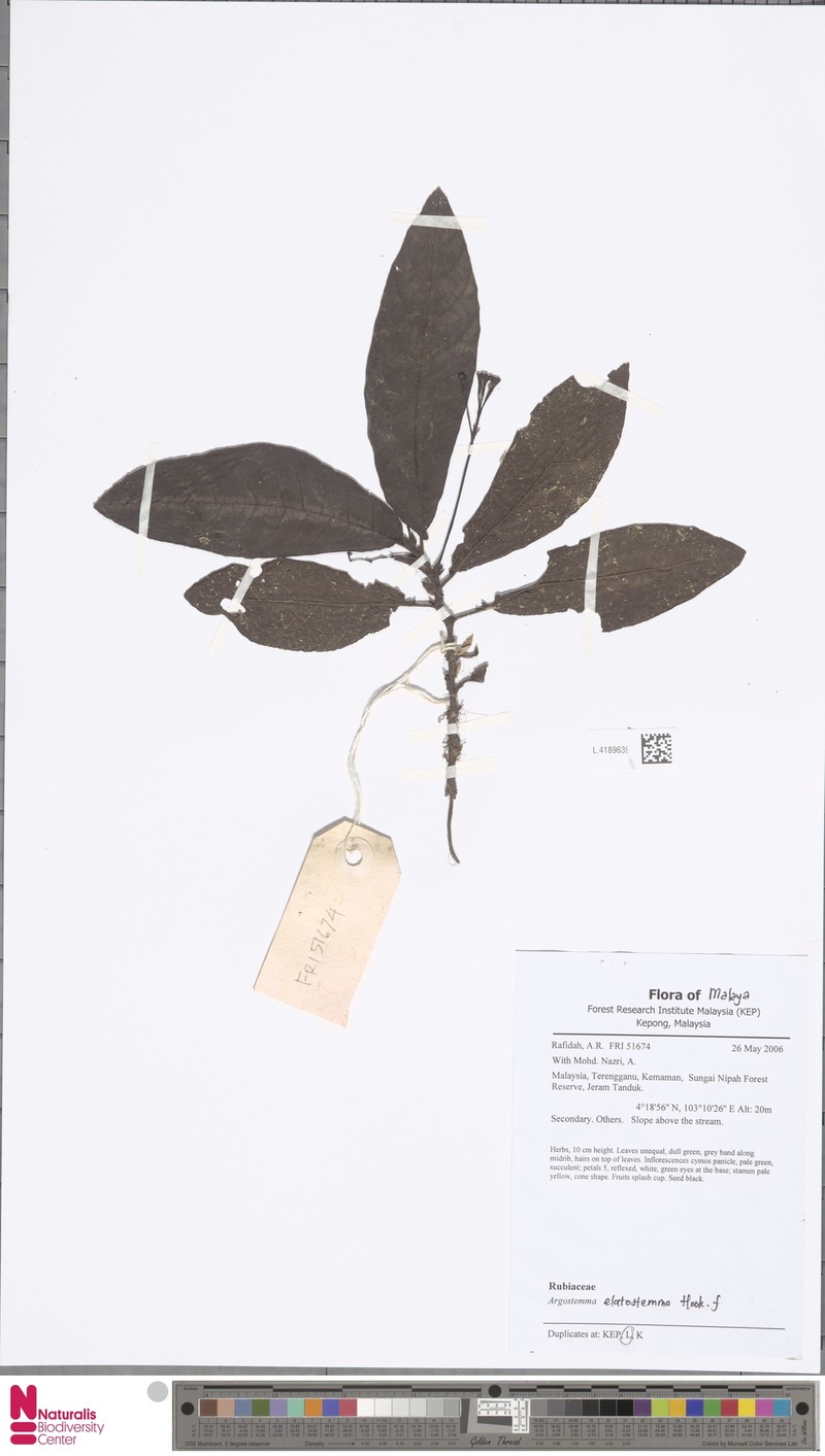 Argostemma elatostemma photo 3