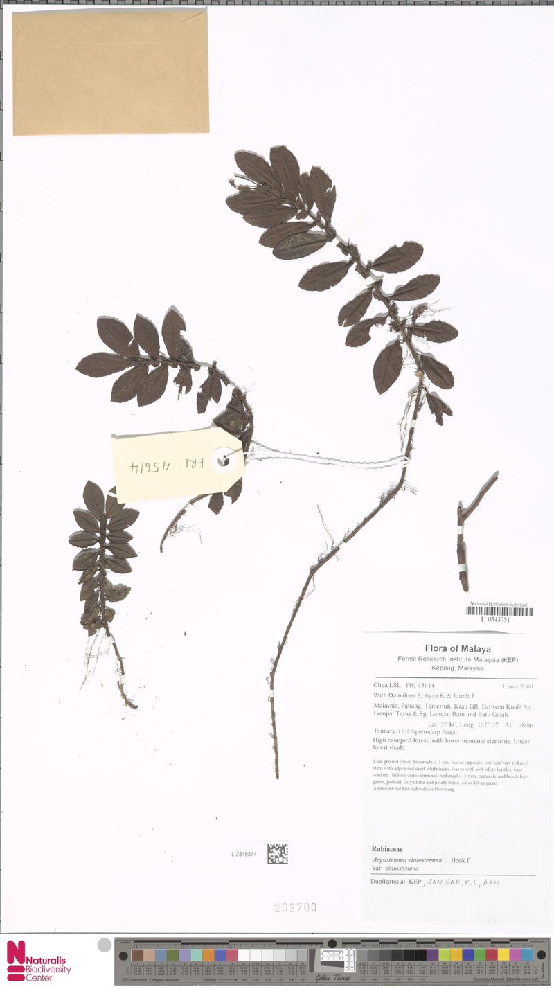 Argostemma elatostemma photo 4